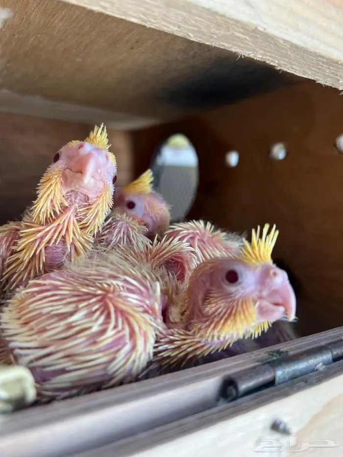 فرخ كروان لاتينو عيون حمرا 2