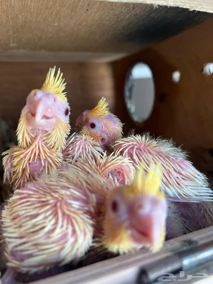 فرخ كروان لاتينو عيون حمرا 3