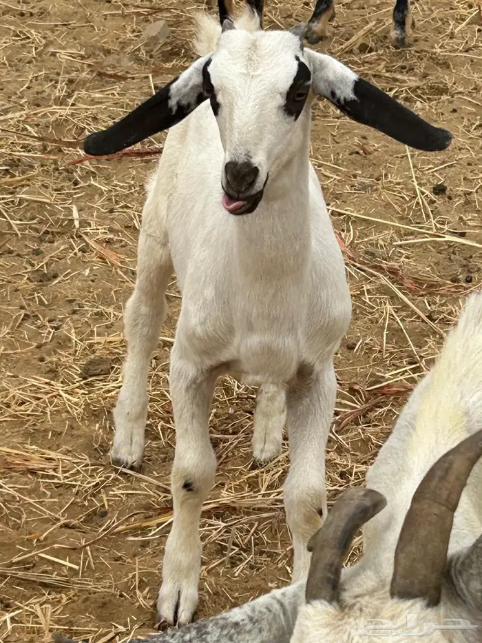 جفر عمره شهرين مشروع فحل صنف بيشي 2