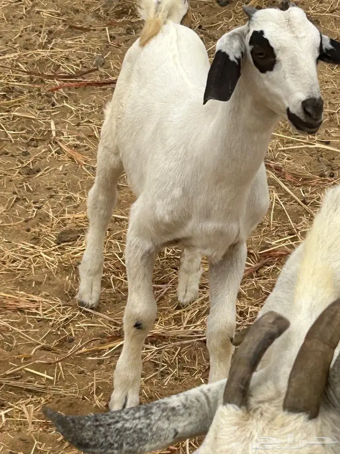 جفر عمره شهرين مشروع فحل صنف بيشي 1