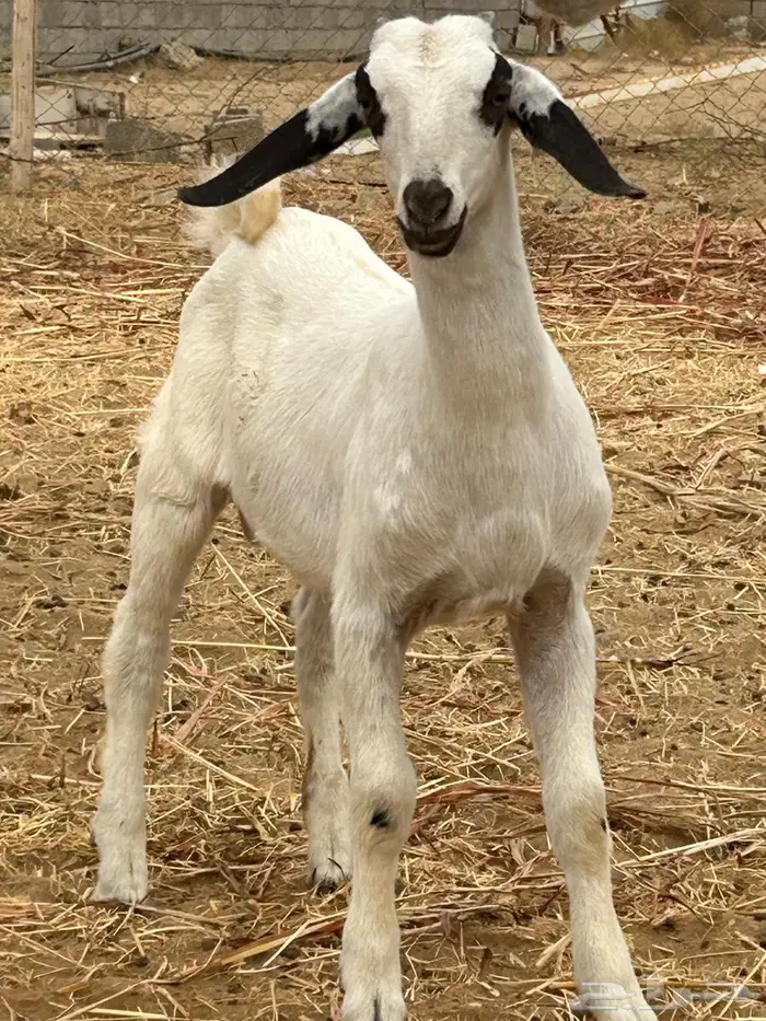 جفر عمره شهرين مشروع فحل صنف بيشي 0