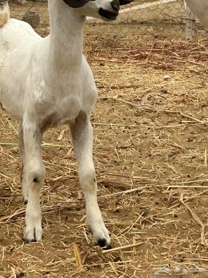 جفر عمره شهرين مشروع فحل صنف بيشي 3