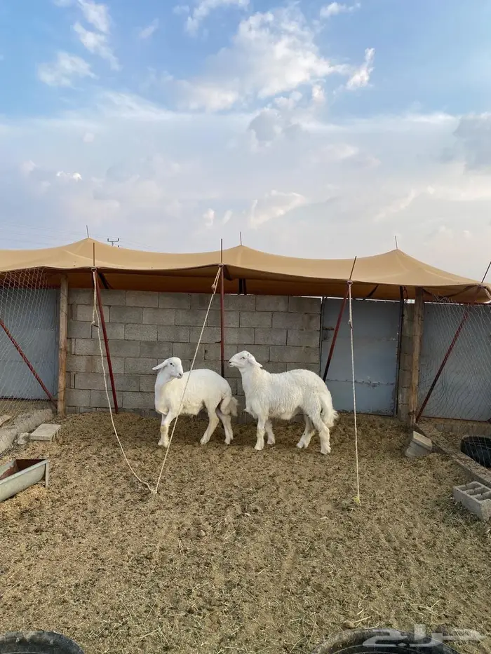 مشروع فحل صنف حري 1