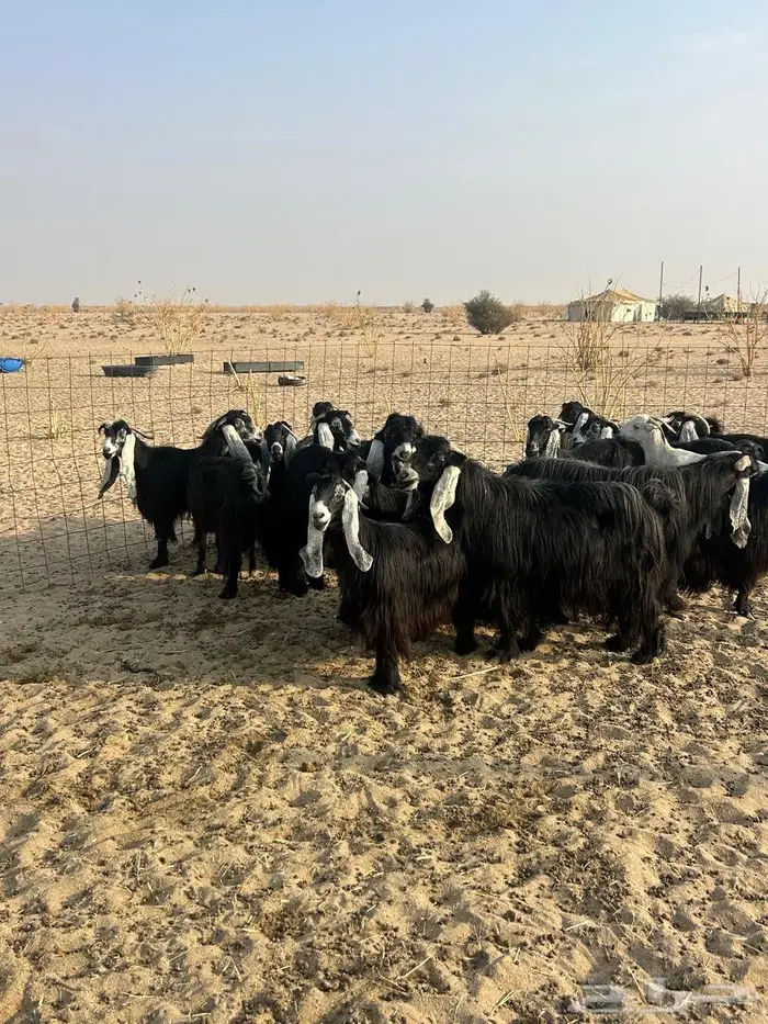 معز عوارض وبيشيه 6