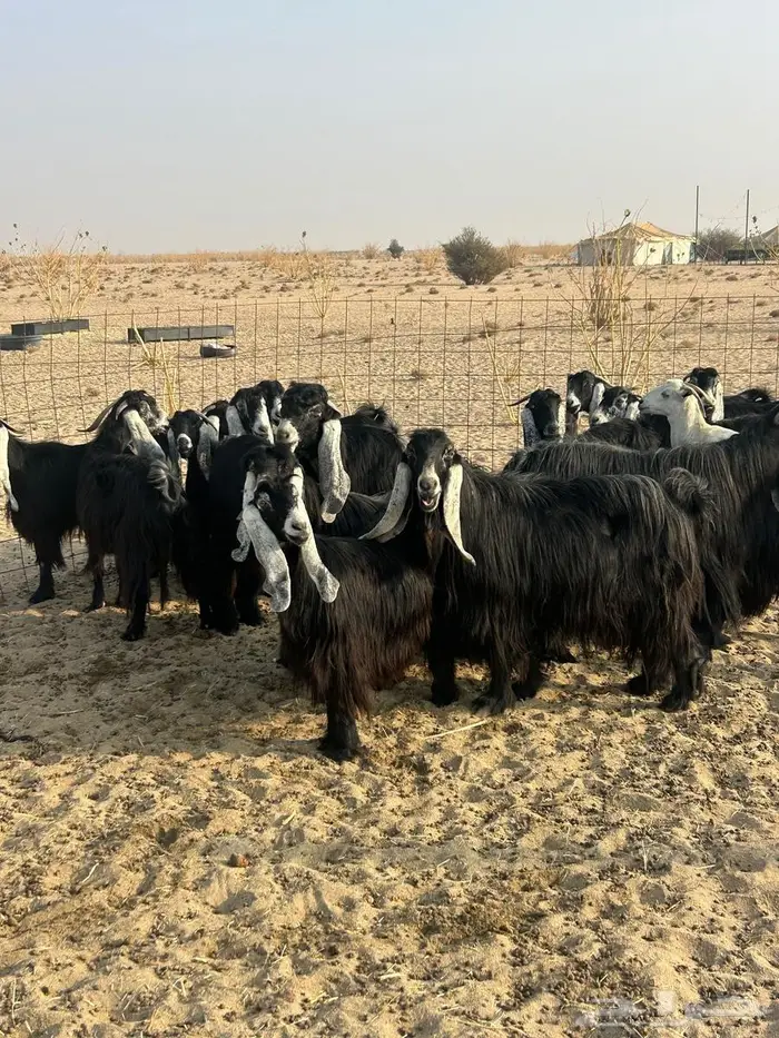 معز عوارض وبيشيه 7