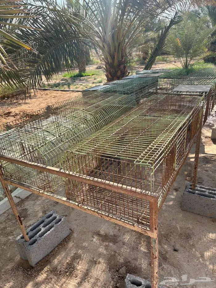 بطاريات ارانب للبيع 0