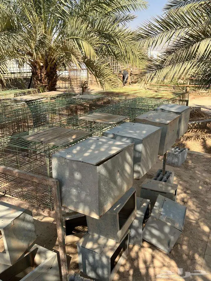 بطاريات ارانب للبيع 1