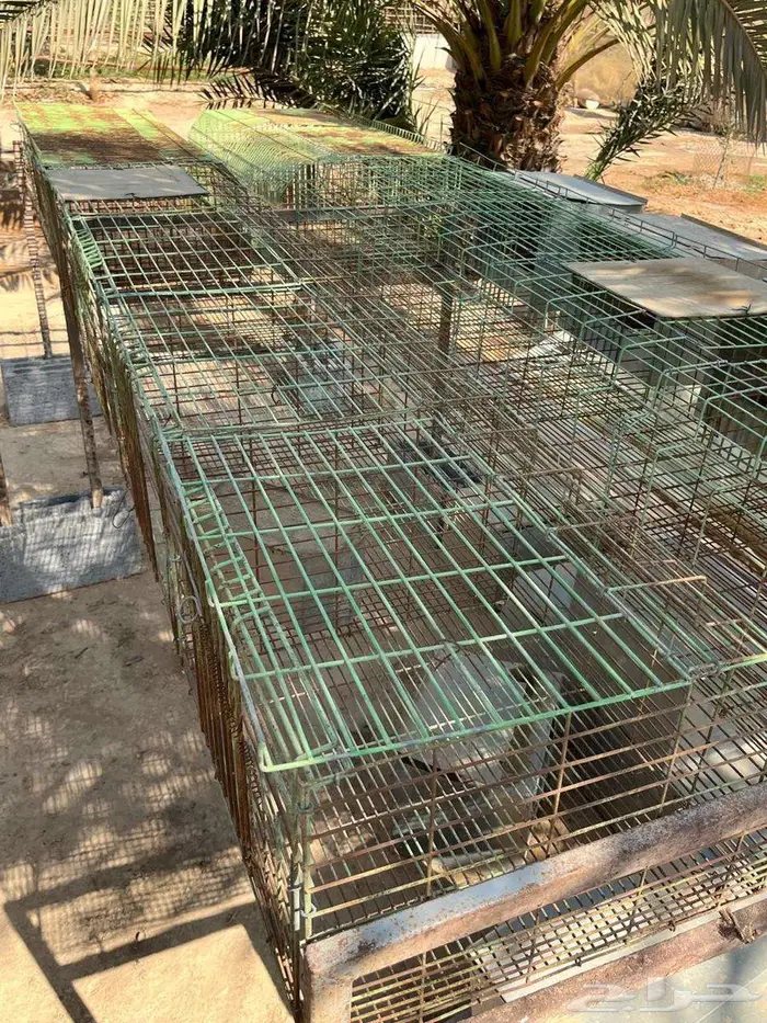 بطاريات ارانب للبيع 2