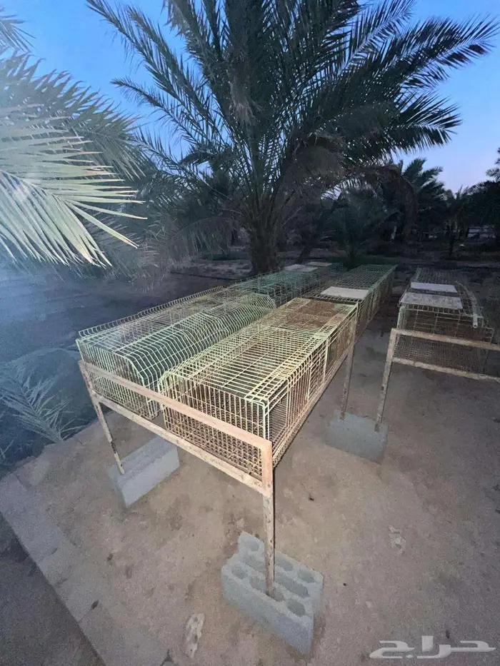 بطاريات ارانب للبيع 3