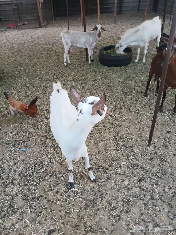 معزا للبيع 0