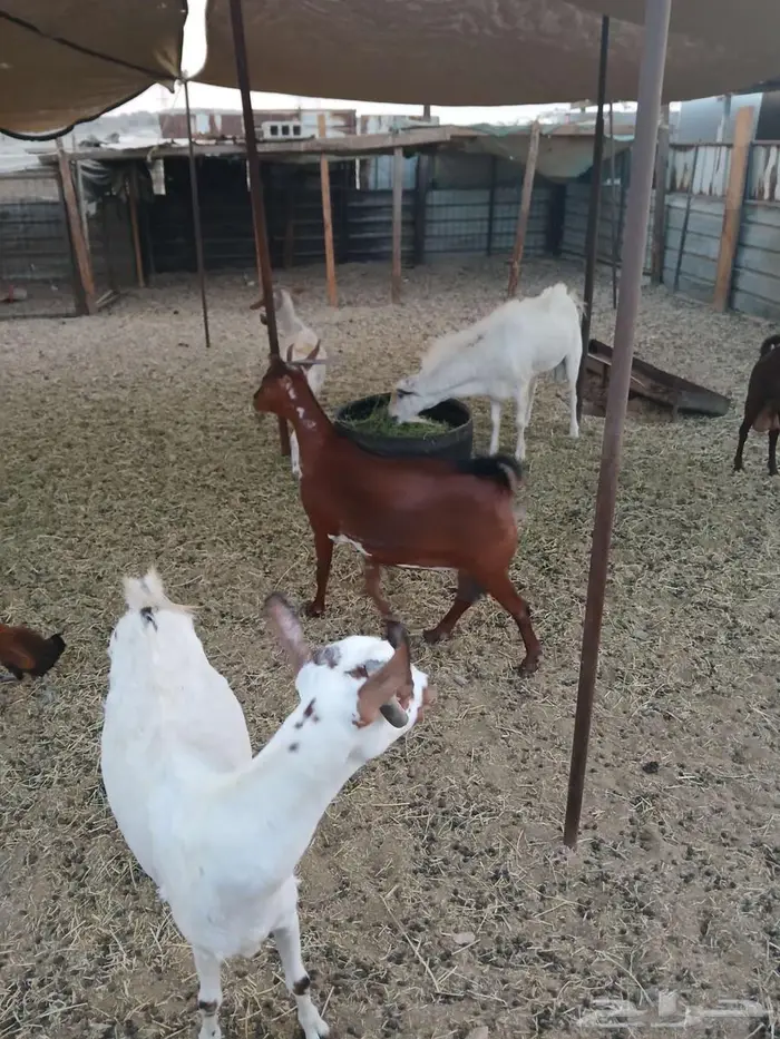 معزا للبيع 1