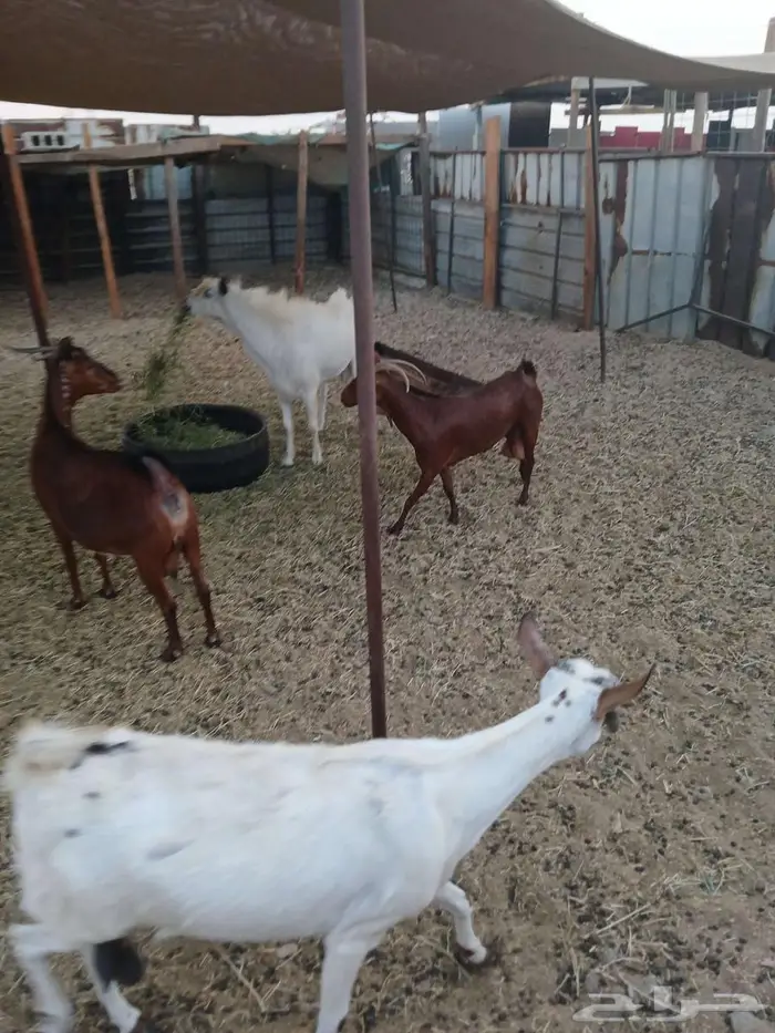 معزا للبيع 2