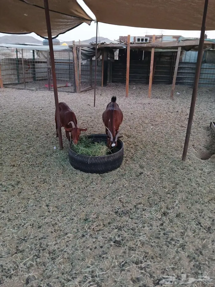 معزا للبيع 3