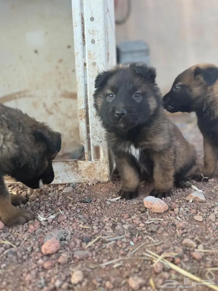 جراء (Malinois   German Shepherd) مستوى عالي 0