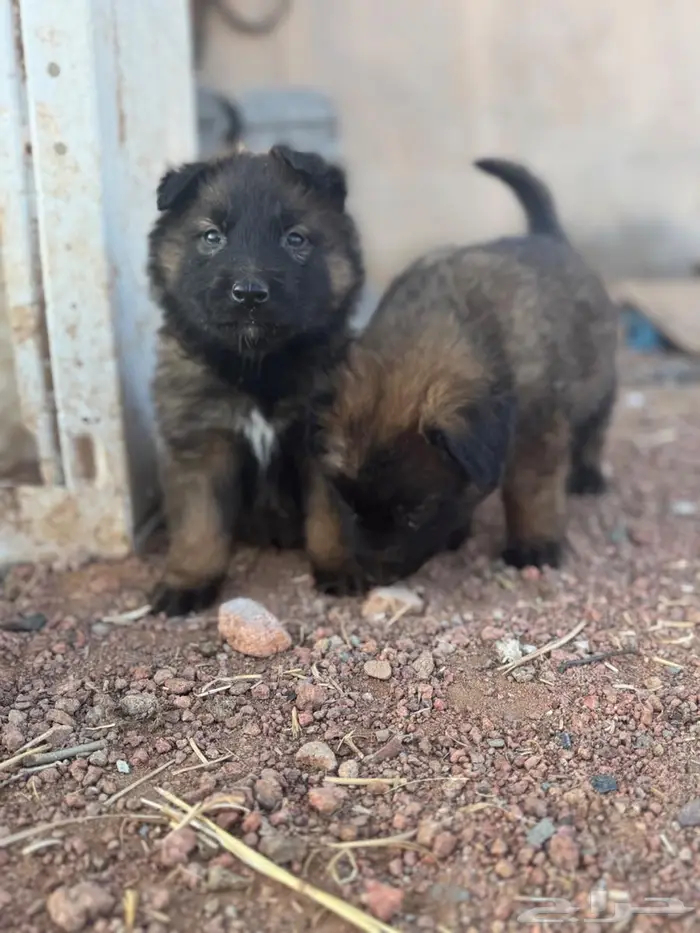 جراء (Malinois   German Shepherd) مستوى عالي 2