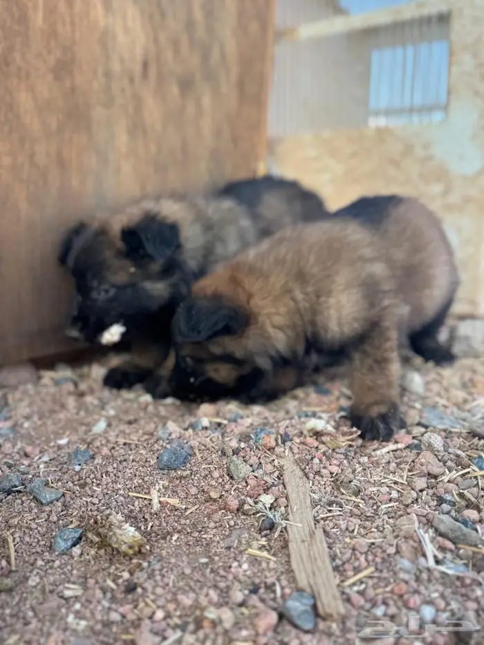 جراء (Malinois   German Shepherd) مستوى عالي 3