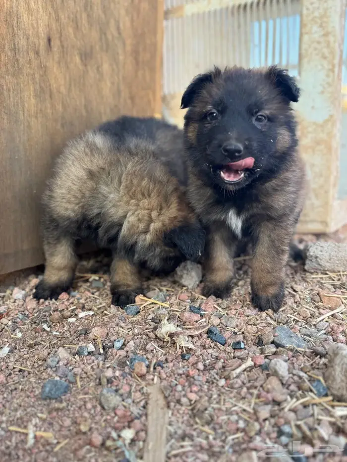 جراء (Malinois   German Shepherd) مستوى عالي 6