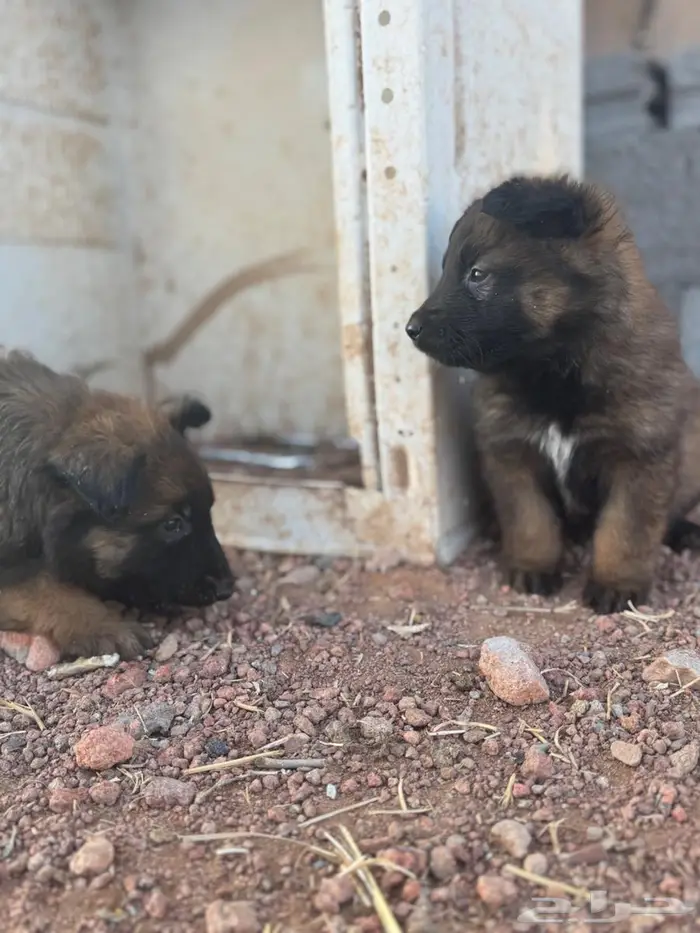 جراء (Malinois   German Shepherd) مستوى عالي 4