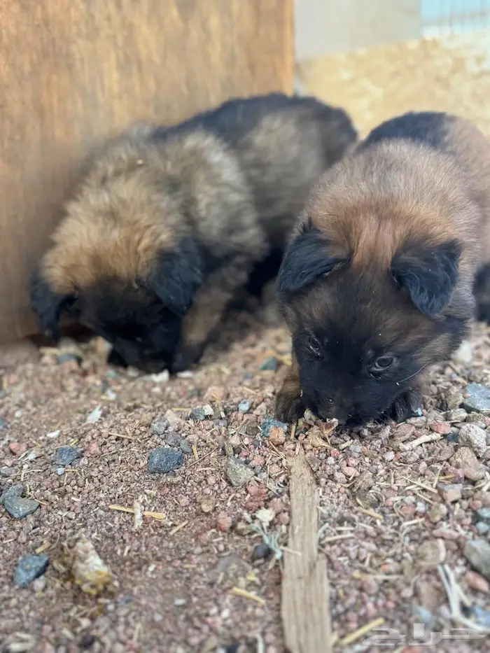 جراء (Malinois   German Shepherd) مستوى عالي 5