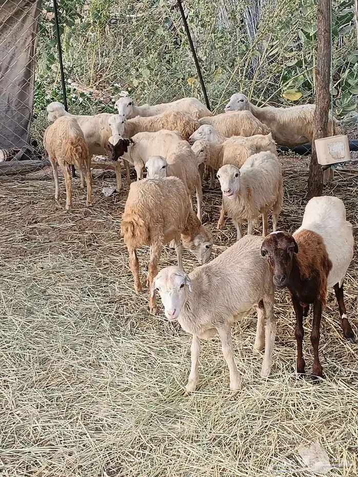 رخال للبيع 2