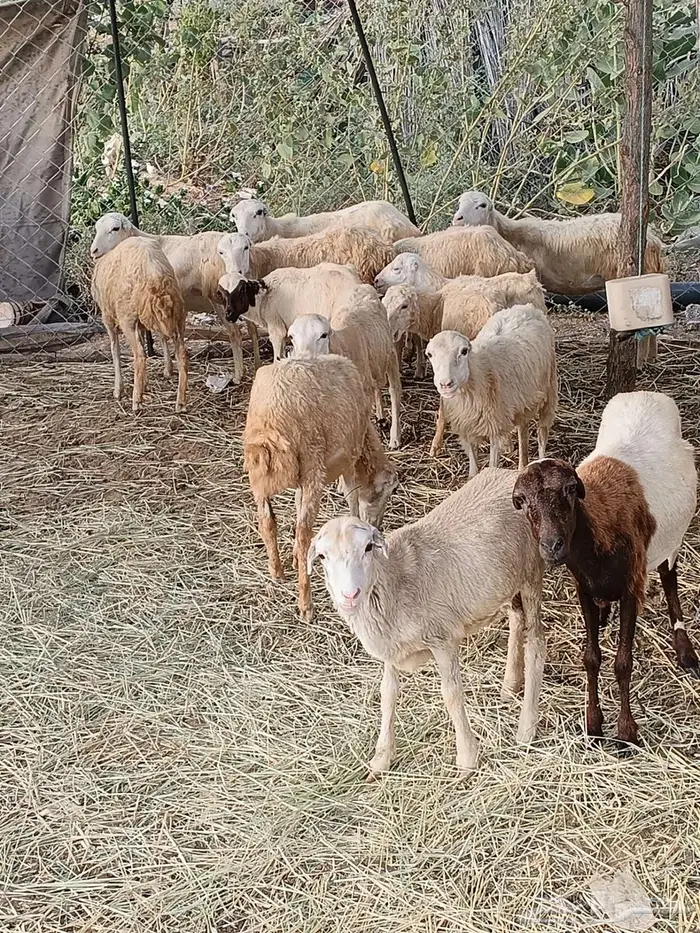 رخال للبيع 3