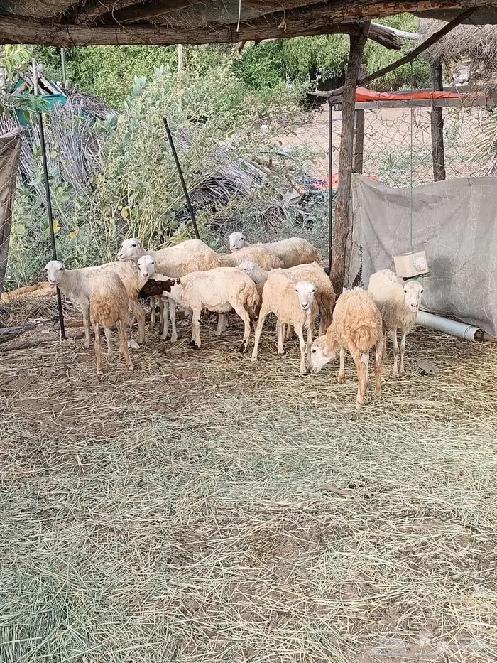 رخال للبيع 0