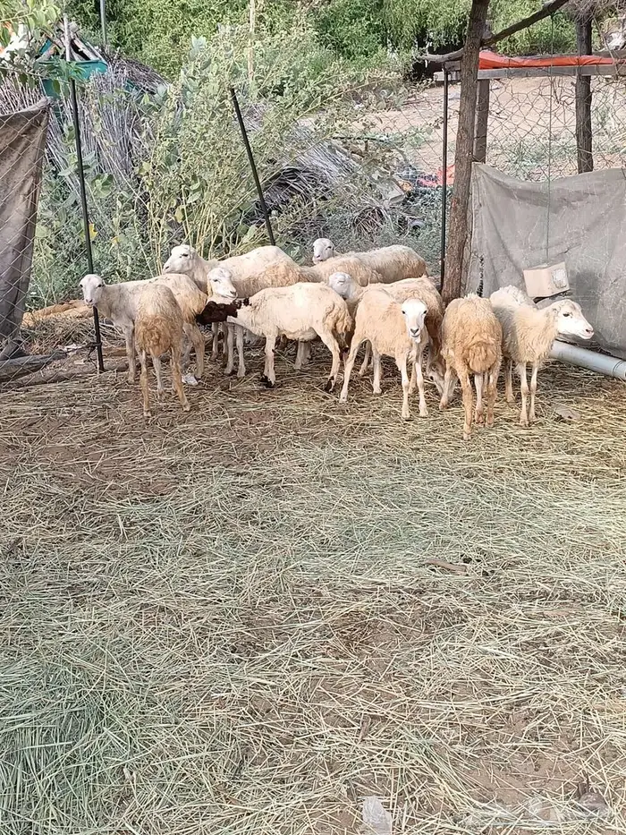 رخال للبيع 1