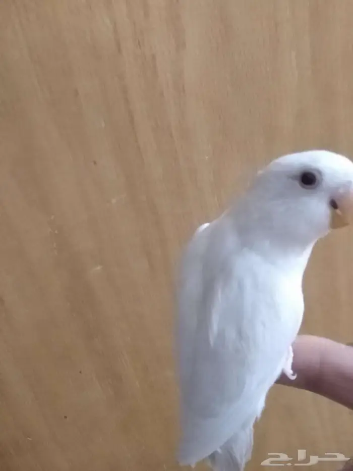 روز االبينو هدد 0