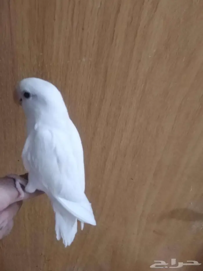 روز االبينو هدد 1