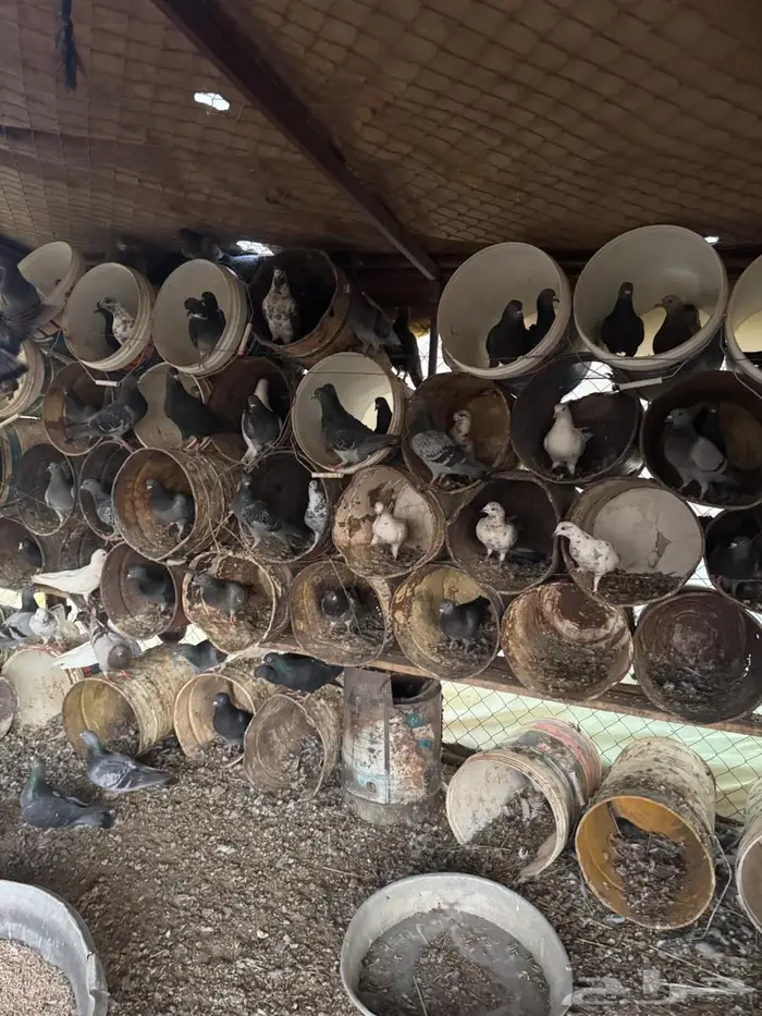 عشه حمام عادي 2