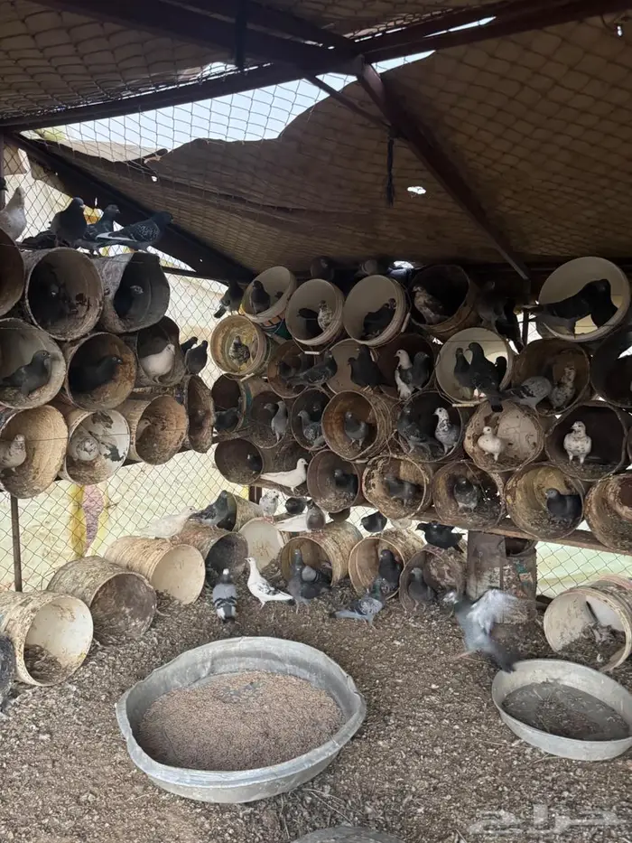 عشه حمام عادي 3