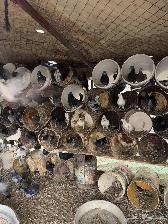 عشه حمام عادي 0