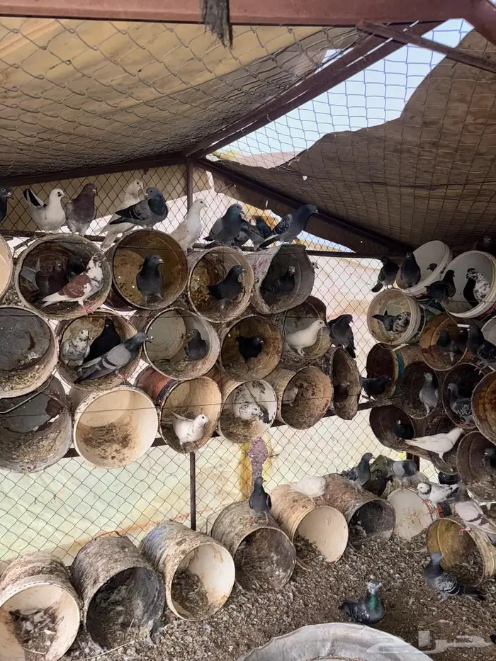 عشه حمام عادي 1