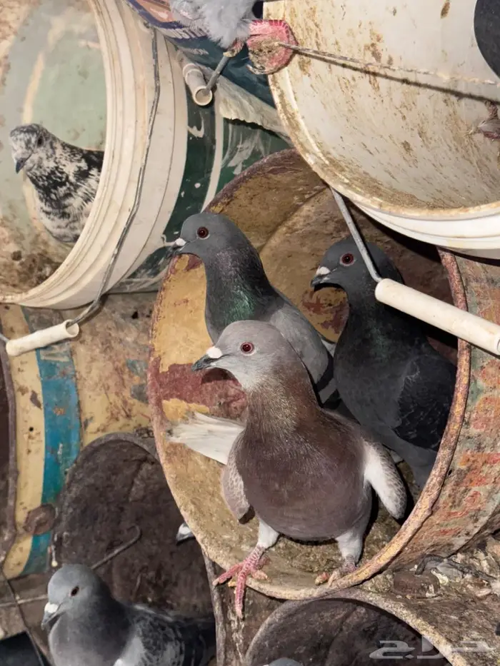 عشه حمام عادي 4