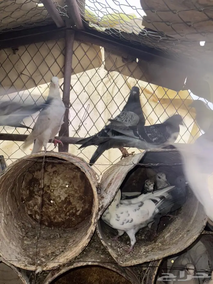 عشه حمام عادي 5