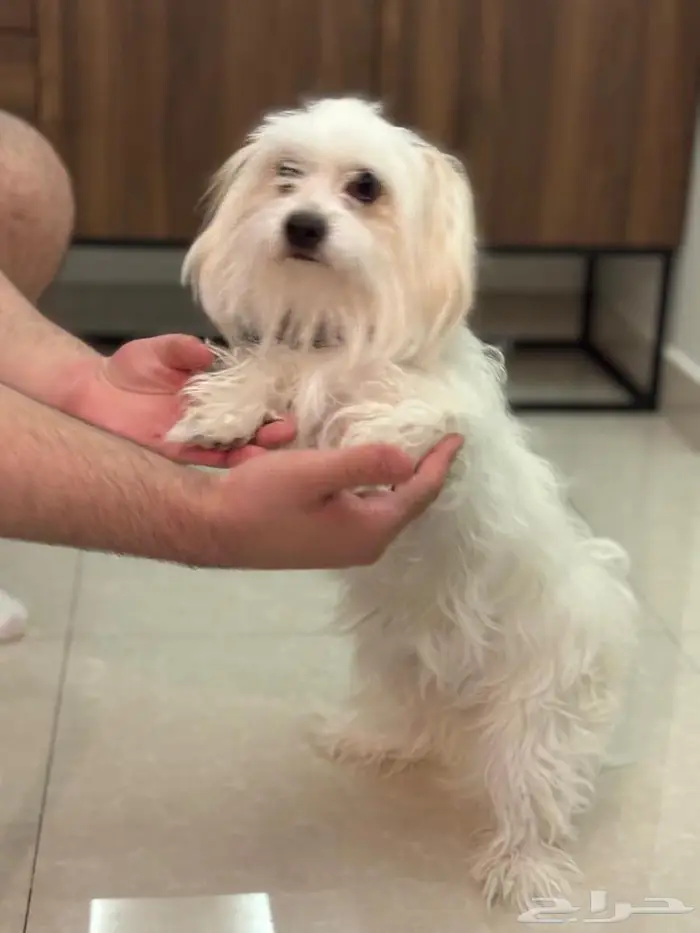 كلب مالتيز انثى 0