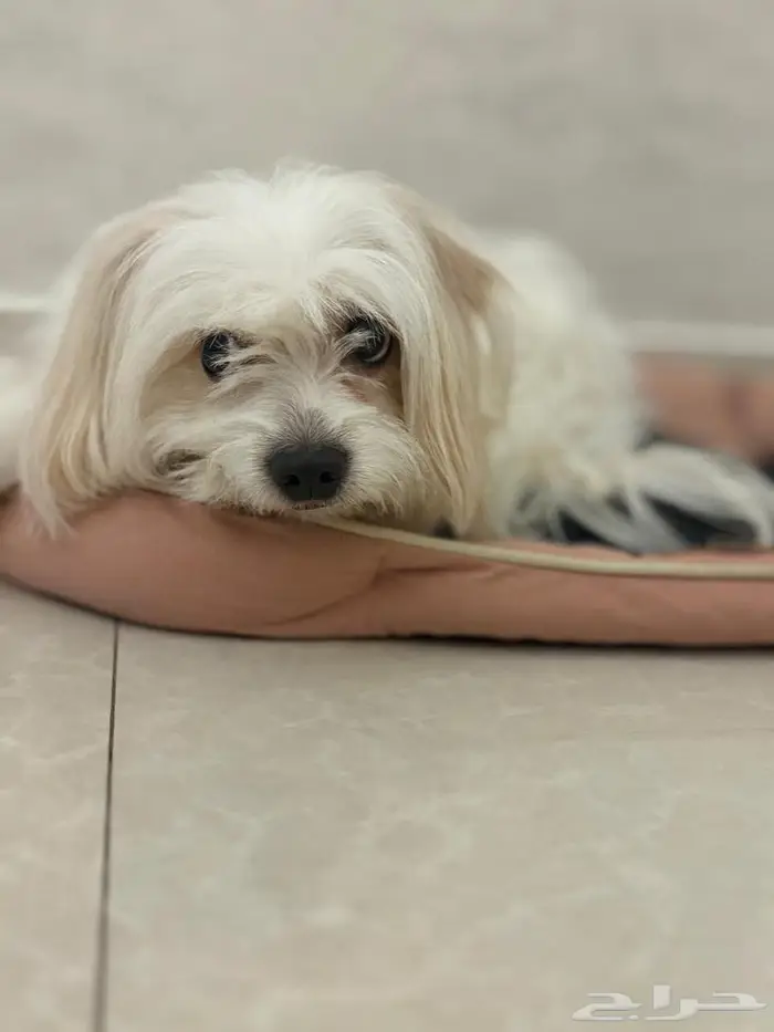 كلب مالتيز انثى 1