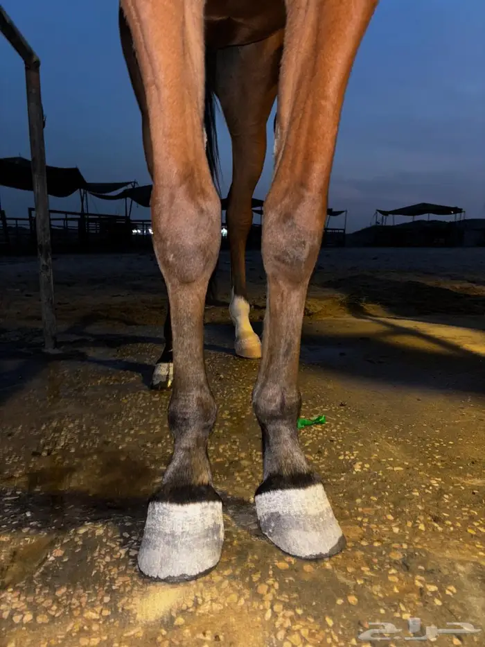 مهرة واهو فاخرة 2