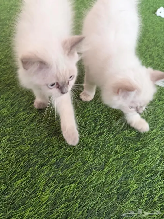 قطط شيرازي سكوتش بسعر مغري 2