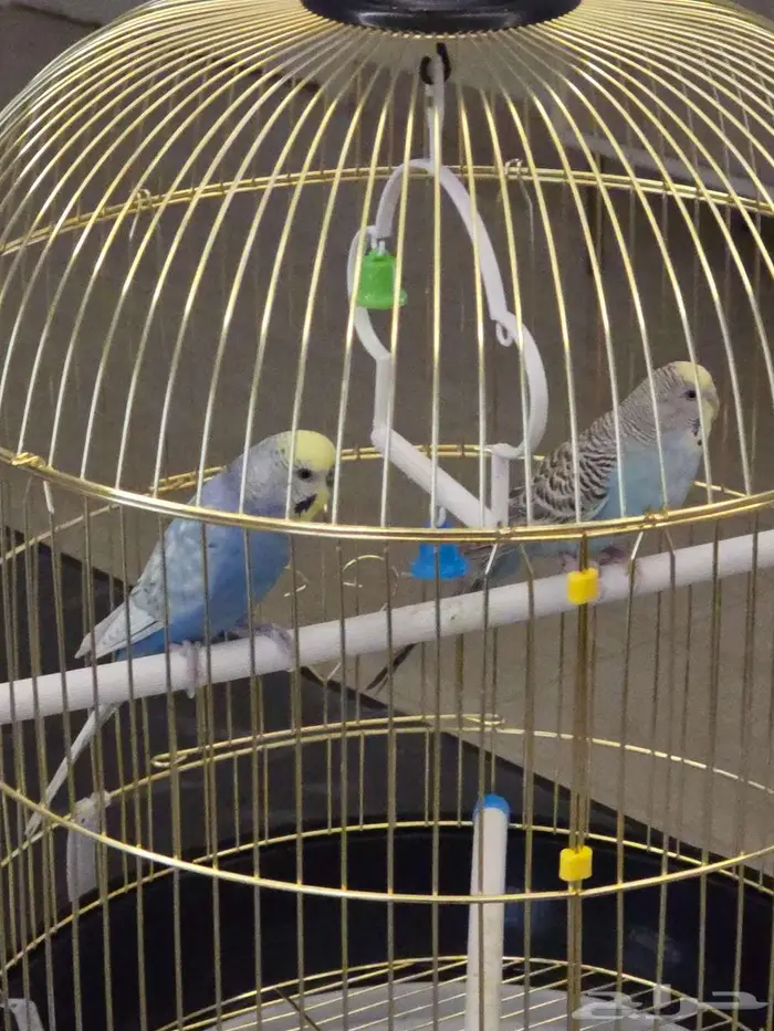 زوجين طيور حب للبيع في الدمام 0