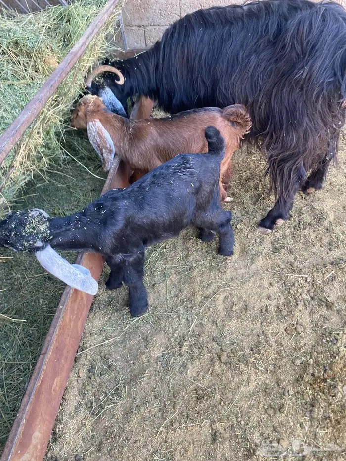 عنز معها تيوس 0