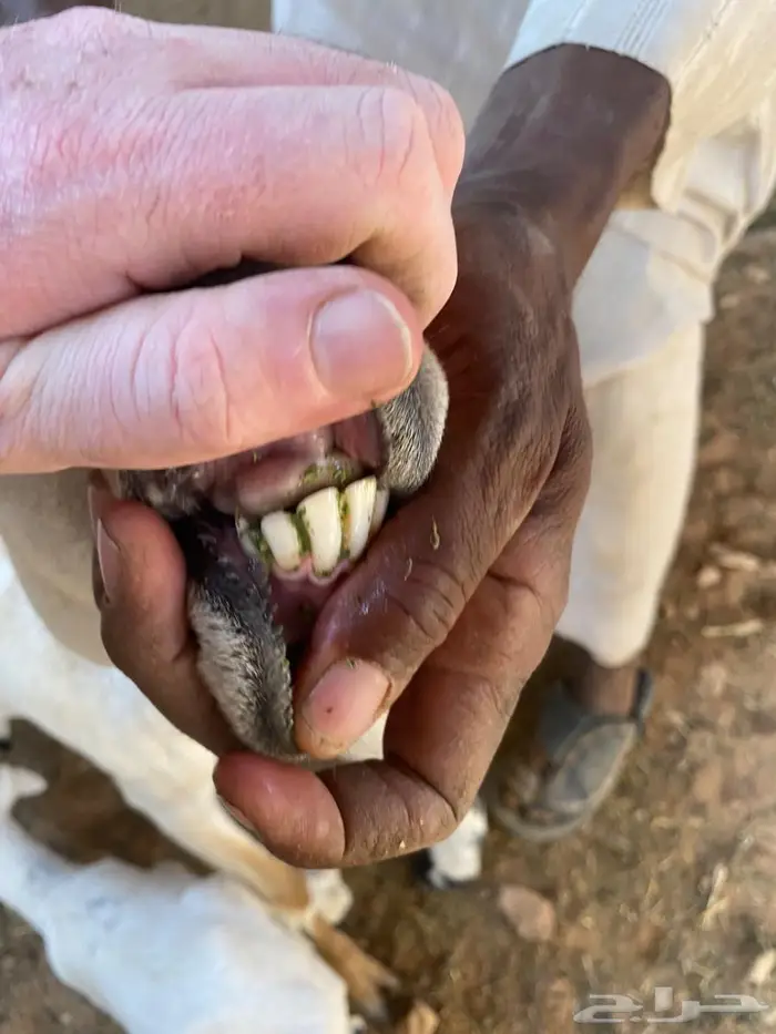 للبيع غنم خلفات 0