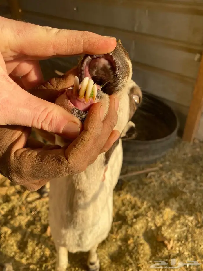 للبيع غنم خلفات 1