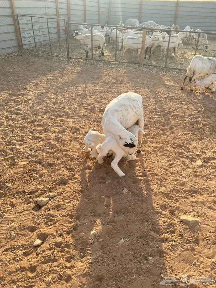 للبيع غنم خلفات 5