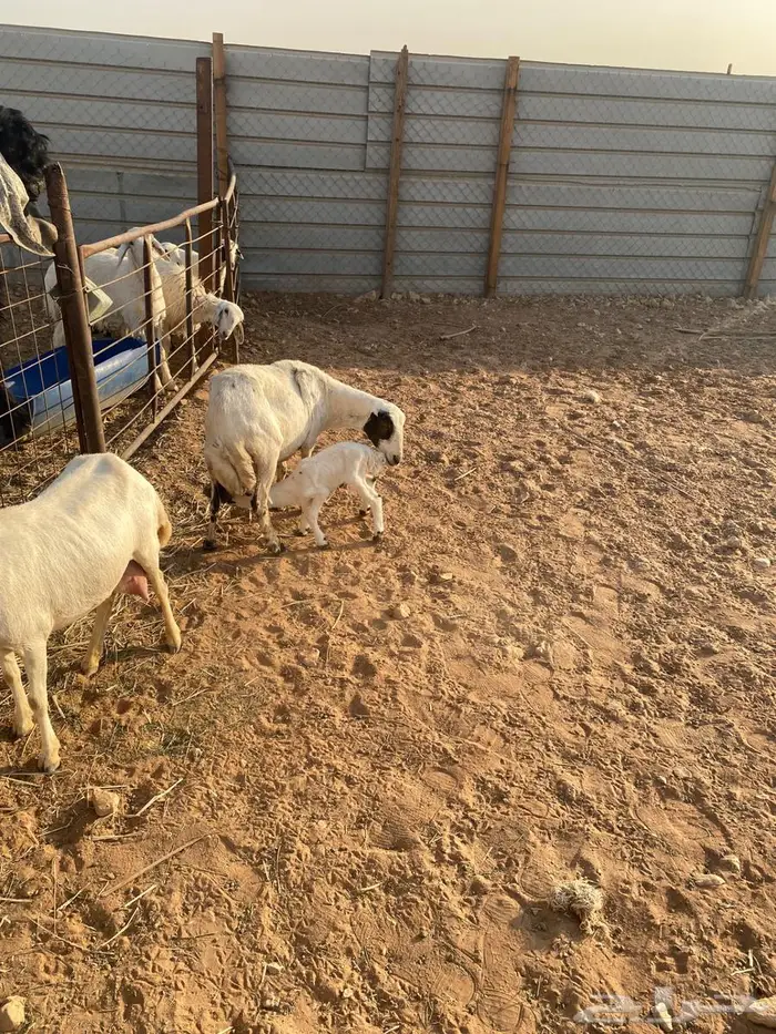 للبيع غنم خلفات 7