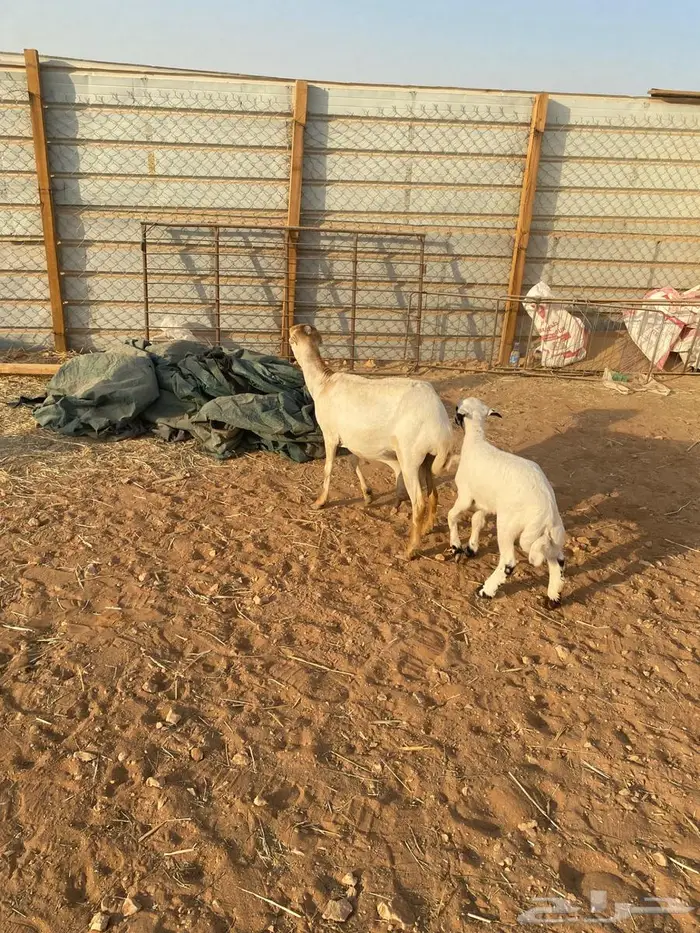 للبيع غنم خلفات 4