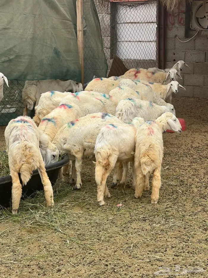 للبيع غنم حري رخال 0