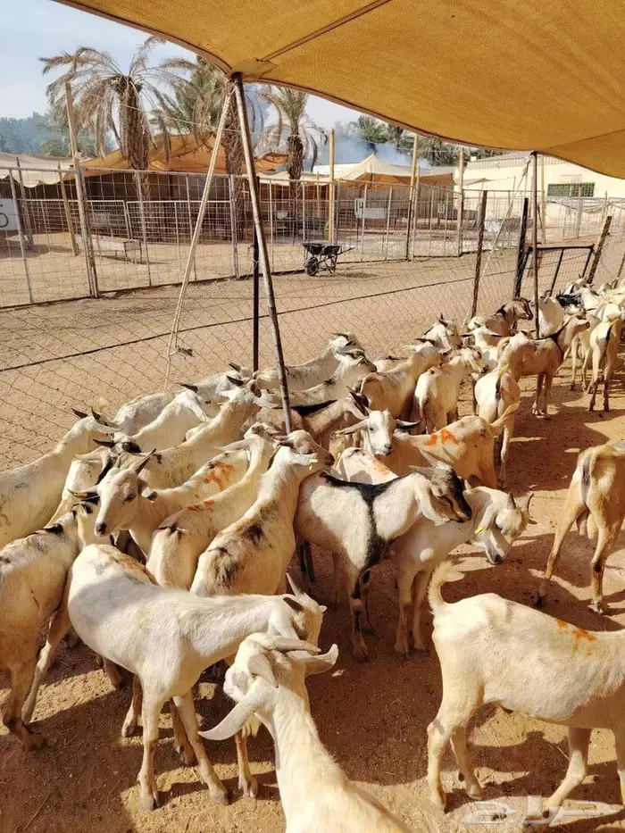 10 تيوس ب 500 ريال أوزان طيبة 0