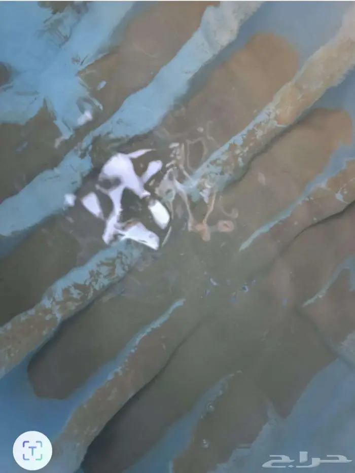 شركه تنظيف خزانات عزل خزانات  لحام خزانات المياه  تنظيف شقق 2