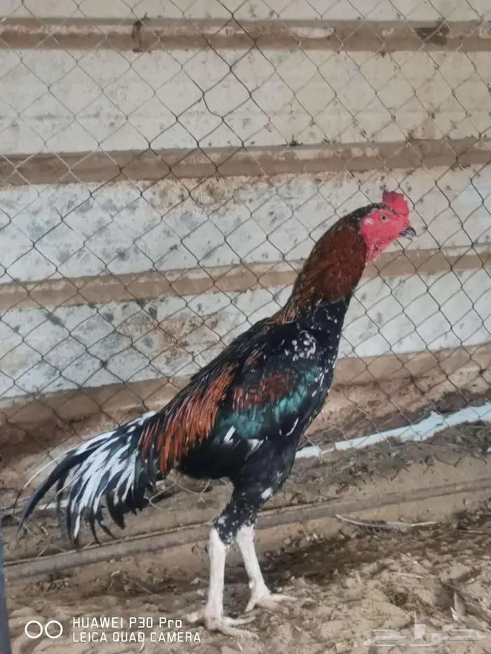 ديك سندي بيور 4